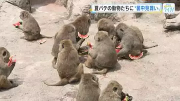 「暑中お見舞い、申し上げます。スイカです」　夏バテ気味のアヌビスヒヒに大好物のプレゼント　広島