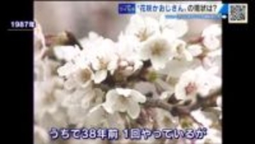 毎日サクラとにらめっこ！ 予定より開花が早まるか！？ 「花咲かおじさん」の現状は… 広島市植物公園