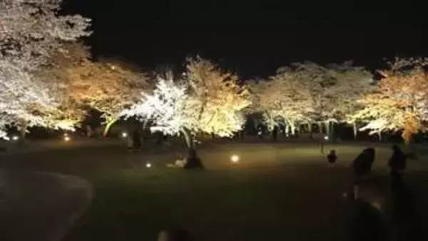 桜の名所「尾関山公園」　満開のピークは過ぎたものの今後は桜吹雪が楽しめる
