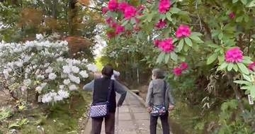 １００種類２７００株のシャクナゲが見ごろ　東広島市・福成寺