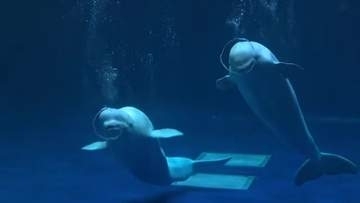 しまね「アクアス」のシロイルカ「いつもより多めに幸せ届けます」特別なパフォーマンス  １６日まで