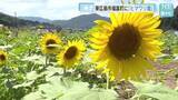 「東広島市福富町のヒマワリ畑　８月１１日までの土日祝に開園　遊休農地から自然・人・地域がつながる場所へ」の画像1