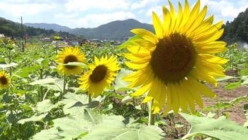 東広島市福富町のヒマワリ畑　８月１１日までの土日祝に開園　遊休農地から自然・人・地域がつながる場所へ