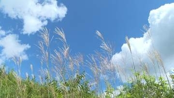 ススキに、キキョウに、ナデシコも　深入山に季節の草花　県北では秋の気配が近づく　広島・安芸太田町