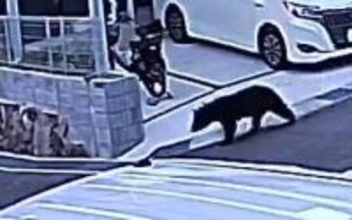 防犯カメラにクマの映像　「家の庭にクマがいた」広島市佐伯区でクマらしき動物の目撃情報相次ぐ