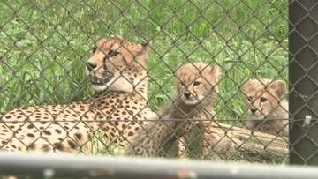 「かわいい！」チーターの子どもたち一般公開！　＆オオサンショウウオ３年ぶりの産卵　広島市安佐動物公園