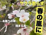 「【広島の天気】本降りの雨と風で「春の嵐」か　南部中心に１０日未明から朝にかけて」の画像1