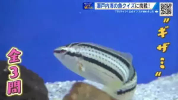 『シン・マリホ水族館』バックヤードに潜入！「水槽掃除」など貴重な体験にずきゅん。【ひろしま棚さんぽ】