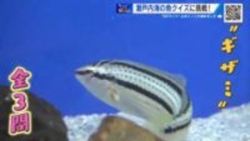 『シン・マリホ水族館』バックヤードに潜入！「水槽掃除」など貴重な体験にずきゅん。【ひろしま棚さんぽ】