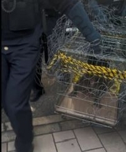 【速報】サル捕獲　広島市の市街地　最初の目撃情報から7日