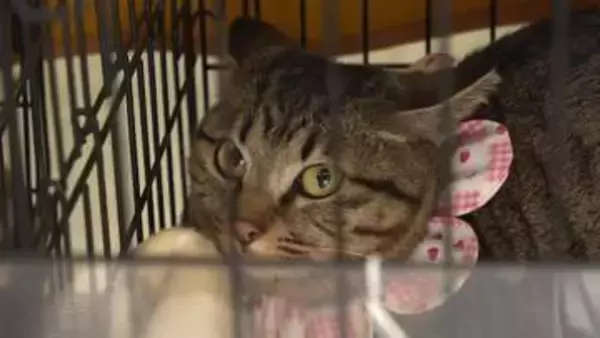 横田知事　保護動物の譲渡会を視察　物価高でエサ代も値上がり…運営厳しく