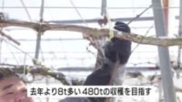 「美味しいブドウを届けたい！」　栄養をたくわえる大切な作業　木の剪定作業が最盛期　広島・三次市