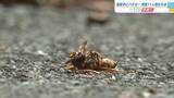 「キイロスズメバチか？　児童１１人が登校中に刺されるも全員軽傷　「正門前の茂みから出た」　広島・庄原市」の画像1
