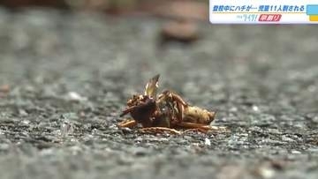 キイロスズメバチか？　児童１１人が登校中に刺されるも全員軽傷　「正門前の茂みから出た」　広島・庄原市