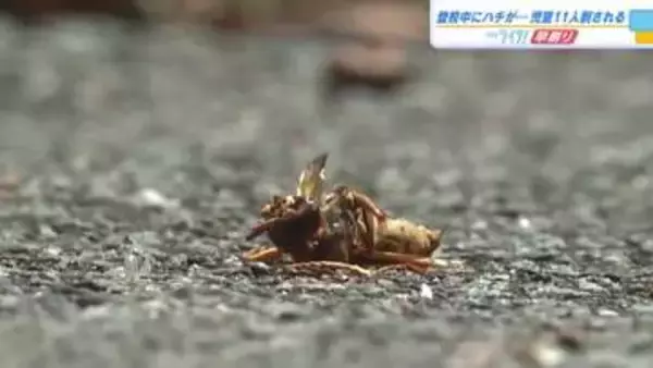 キイロスズメバチか？　児童１１人が登校中に刺されるも全員軽傷　「正門前の茂みから出た」　広島・庄原市