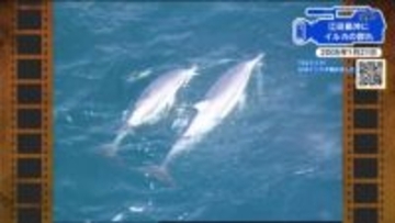 【広島あの日のきょう】江田島沖に珍しいイルカの群れ（2005年）エサを追って瀬戸内海に入り込んだか