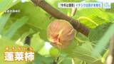 「「濃い甘みの中に酸味が」　尾道市でイチジク「蓬莱柿（ほうらいし）」の出荷本格化　今年は糖度が高く育つ」の画像1