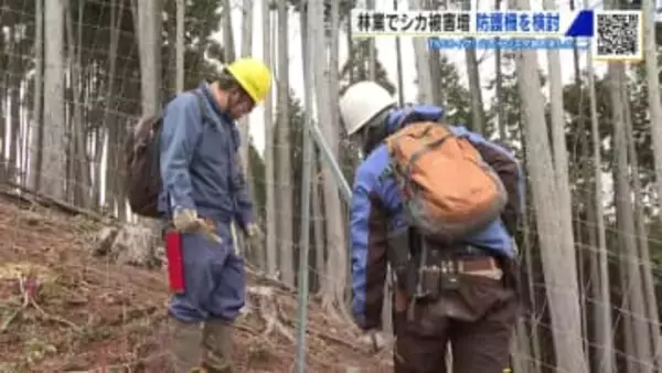 シカの防護柵を考える現地検討会　鋼鉄製ネットを試験的に設置　シカの林業への被害が拡大中　広島