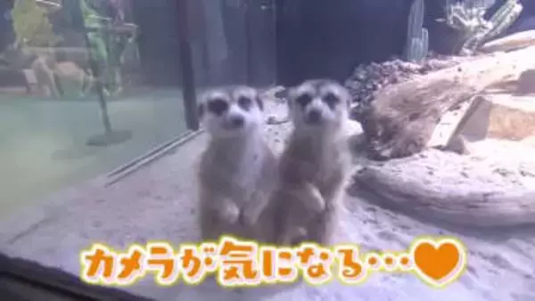 海の生物だけじゃない！ アートで幻想的な「広島もとまち水族館」の演出にずきゅん。【ひろしま棚さんぽ】