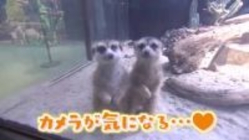 海の生物だけじゃない！ アートで幻想的な「広島もとまち水族館」の演出にずきゅん。【ひろしま棚さんぽ】