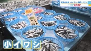 瀬戸内に夏の訪れ告げる　小イワシ漁が解禁　スーパーの店頭にズラリ　広島