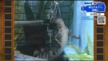 【広島あの日のきょう】宮島水族館「立つワニ」が人気（2008年）２本足で直立、なぜ立つのか謎のまま…