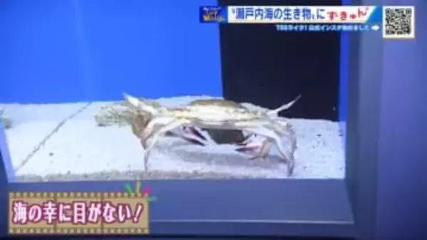 続々誕生の水族館を巡る　おいしそう！珍しい！見所いっぱい「シン・マリホ水族館」【ひろしま棚さんぽ】