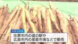 「すって食べるとろろが一番！「山菜の王様」ジネンジョ収穫始まる　大きいもので長さ１ｍ以上　広島・庄原市」の画像1