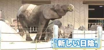 「新しい日陰」にゾウの親子もお気に入り　新たな暑さ対策　遮光ネットの日よけ設置　広島市安佐動物公園