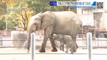 マルミミゾウ「アオ」の命つないだゾウ専用ミルク　開発メーカー担当者が来園　アオの成長に感激！　広島