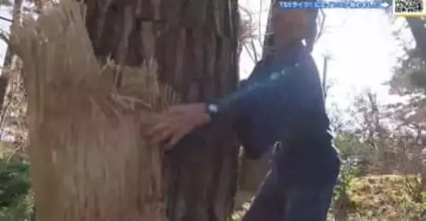 名勝「縮景園」で松の木のこも外し　春の訪れを告げる風物詩　広島