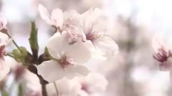 「【速報】サクラ「満開宣言」 平年より４日早く　花見は今週末にかけて見ごろ続く　広島地方気象台」の画像