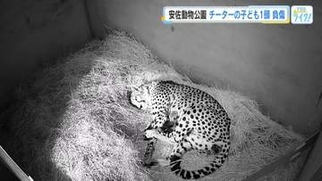じゃれあい中にチーターの子ども骨折　広島市安佐動物公園に６月に生まれたばかりの１頭　命に別状なし