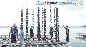 今年のカキはどうなる？　日本一のカキの産地広島　生産者が独自に手探りの対策　出荷は11月2日以降に