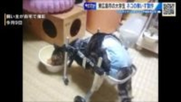 足が不自由なネコに「特別な車いす」広島国際大学の学生が動物の義足開発目指し研究会立ち上げ