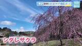 「広島県北でも春の花！　シダレザクラ満開「矢野温泉公園四季の里」　イチリンソウも見ごろ「京願坊の里」」の画像1