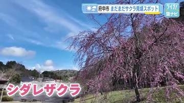 広島県北でも春の花！　シダレザクラ満開「矢野温泉公園四季の里」　イチリンソウも見ごろ「京願坊の里」