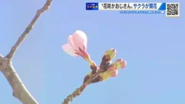 一足先にソメイヨシノ開花！　「花咲かおじさん」開花促成に成功　次の目標は今週満開　広島市植物公園