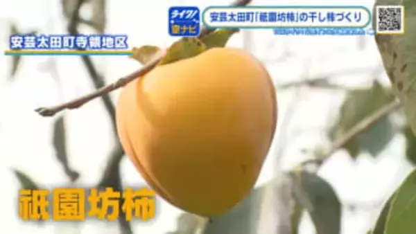 糖度の高いおいしい干し柿「祇園坊柿（ぎおんぼうがき）」　収穫作業ピーク　年末の贈答品にピッタリ！広島