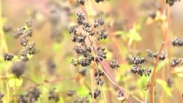 醤油メーカーが手掛けるソバ畑でソバの収穫「おいしく育っている、是非召し上がって下さい」広島・三次市
