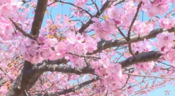 早咲きの『河津桜』約150本が見頃！ 満開の時期が長いのが特長！ 山口県上関町・城山歴史公園