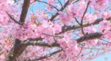 早咲きの『河津桜』約150本が見頃！ 満開の時期が長いのが特長！ 山口県上関町・城山歴史公園