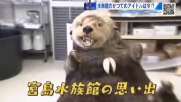 宮島水族館　大人気のアシカショー！かつてのアイドル・ラッコ…長～い歴史にずきゅん。【棚さんぽ】