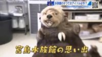 宮島水族館　大人気のアシカショー！かつてのアイドル・ラッコ…長～い歴史にずきゅん。【棚さんぽ】