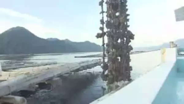 「カキがなくなった」養殖カキがイカダから盗まれた可能性　海上保安部がパトロール強化　広島・廿日市市