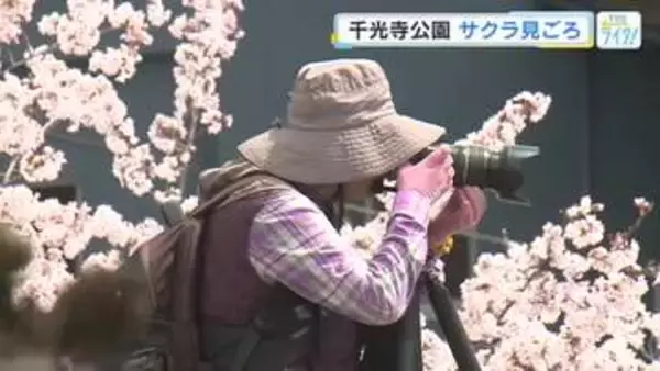 「さくら名所１００選の尾道・千光寺公園　１５００本のサクラ満開　見ごろは８日まで」の画像
