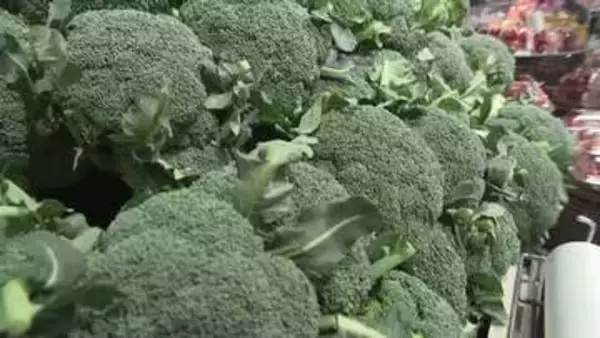 「指定野菜」に追加された『ブロッコリー』！ 県内の販売店や生産者をツイセキ！ 広島