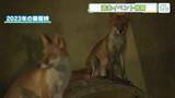 「【広島おでかけ情報】安佐動物公園ではナイトサファリ　イオンモール広島府中ではドローンサッカーの体験会」の画像1