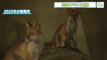 【広島おでかけ情報】安佐動物公園ではナイトサファリ　イオンモール広島府中ではドローンサッカーの体験会