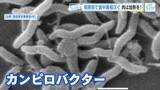 「なぜ？食中毒が急増　生鶏肉に「カンピロバクター」家庭に潜む危険とは…「十分な加熱と消毒の徹底を」」の画像1